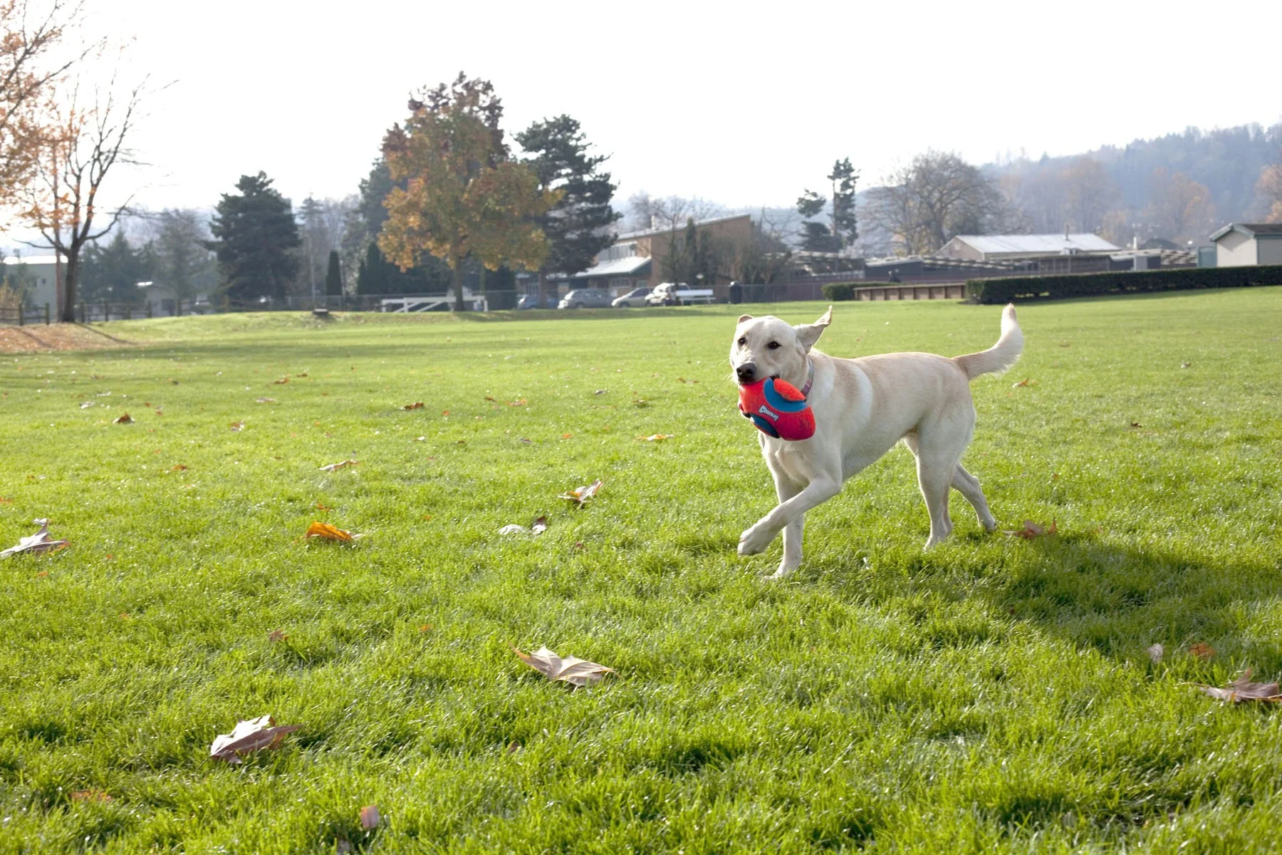 Ballon Fumble Fetch - Image 3