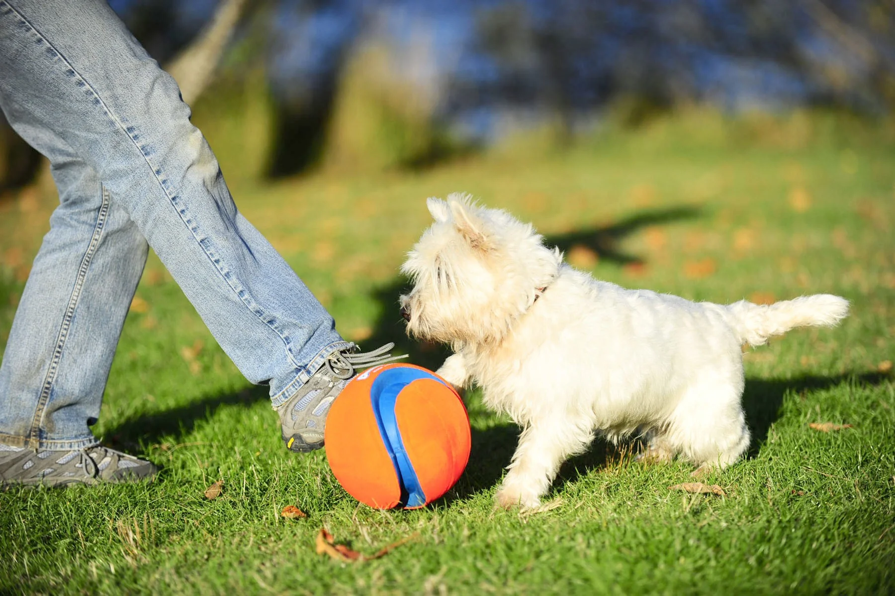 Ballon Kick Fetch - Image 3