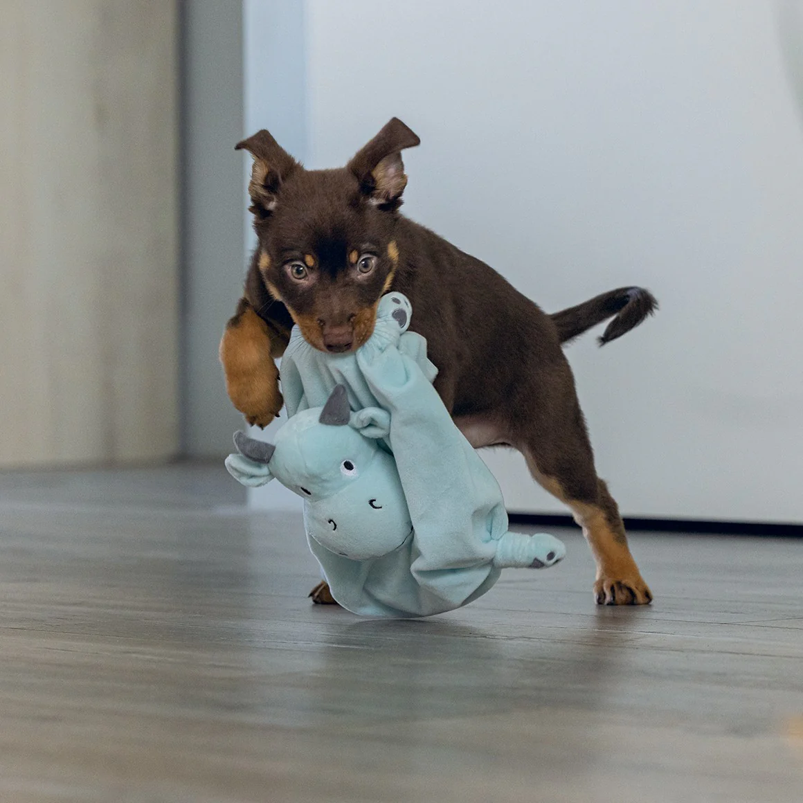 Doudou Dragon - Image 3