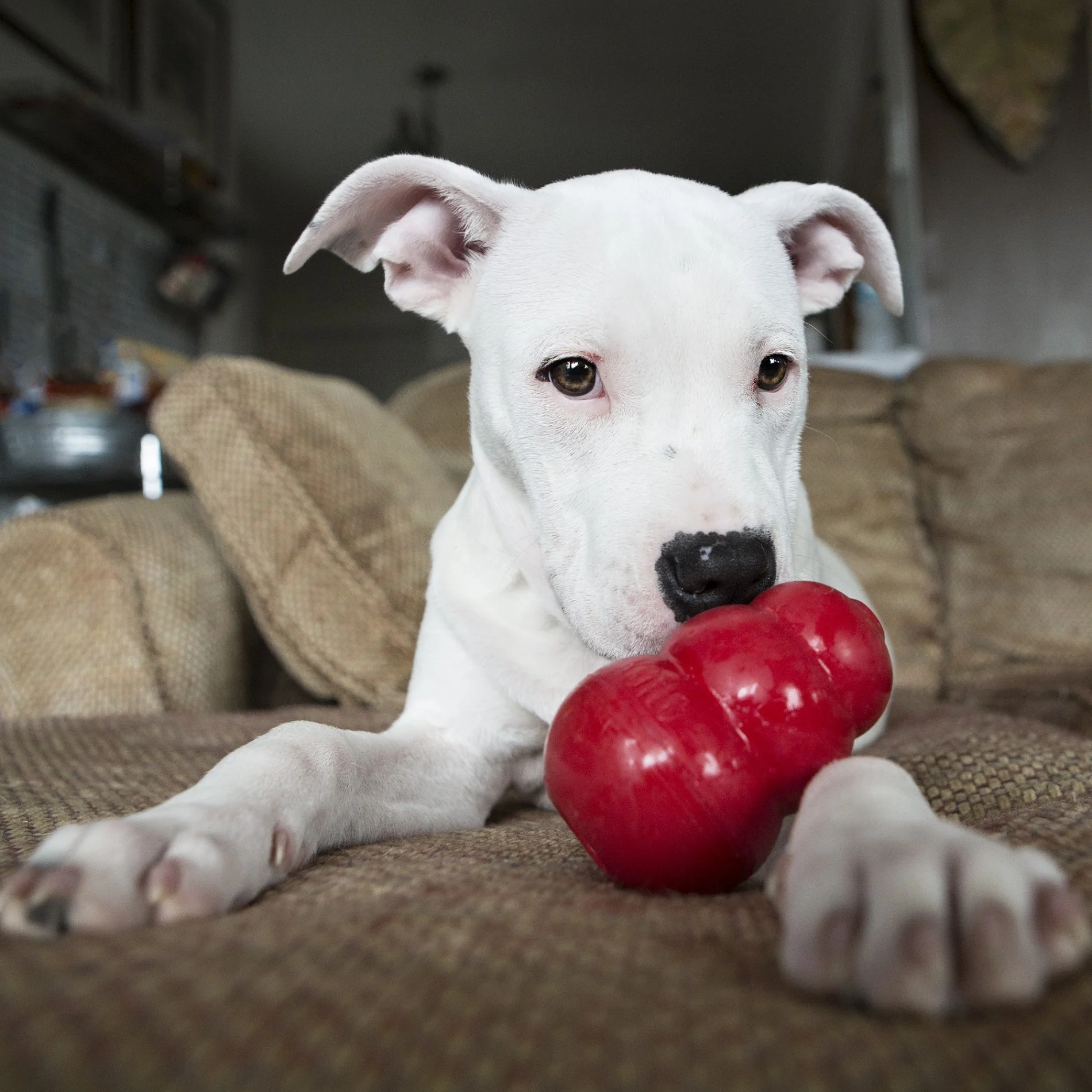 Jouet Classic KONG - Jouet à mâcher pour chien - Image 10