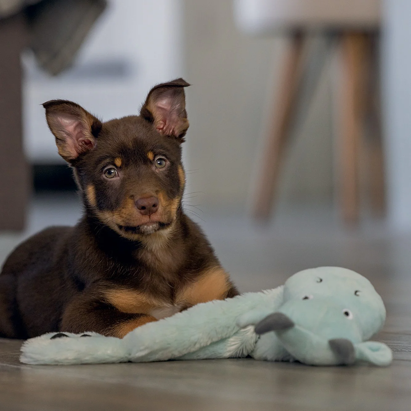 Peluche Dragon Puppy - Image 4