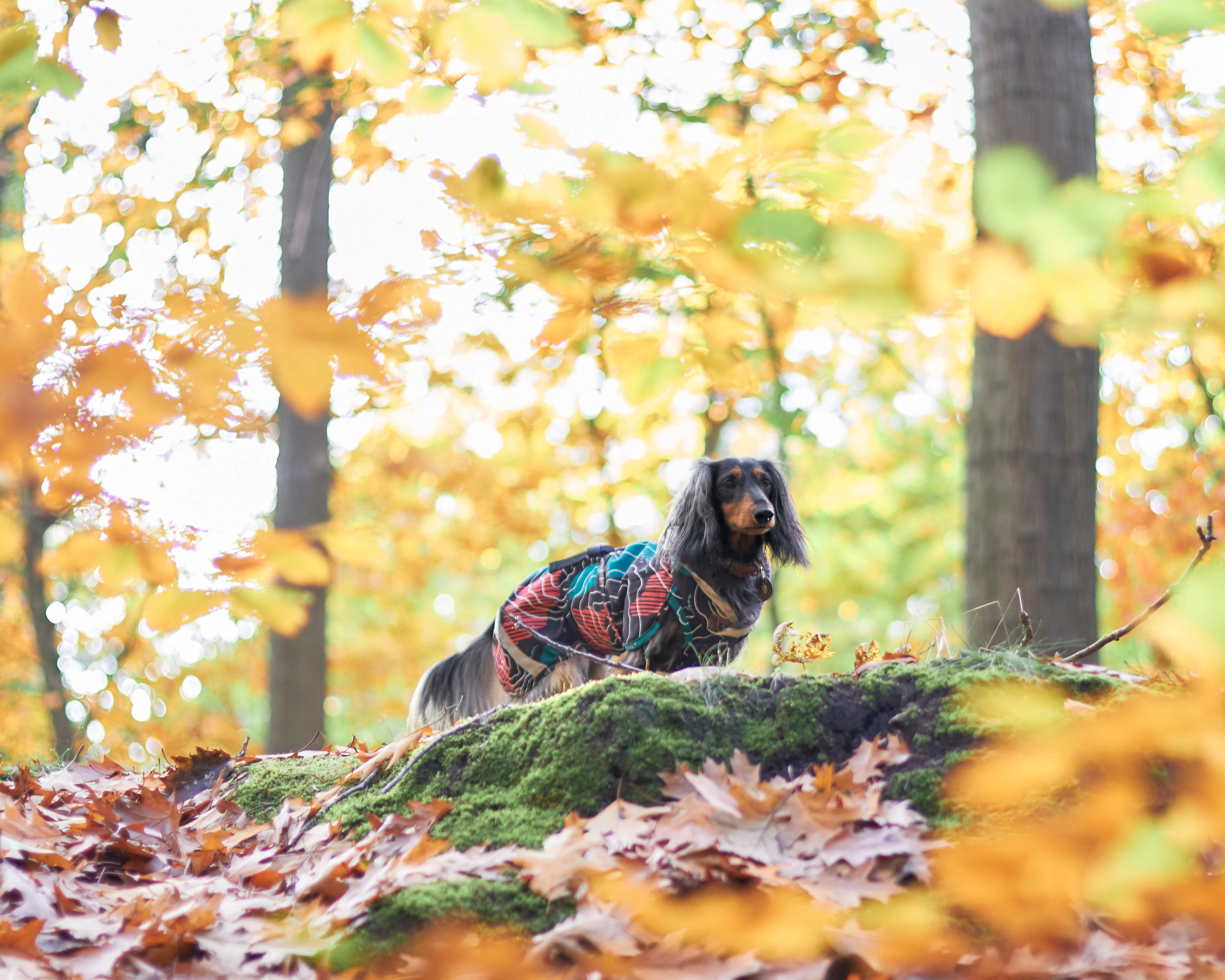 Pomppa Kevyt manteau imperméable pour chien Kartta - Image 3