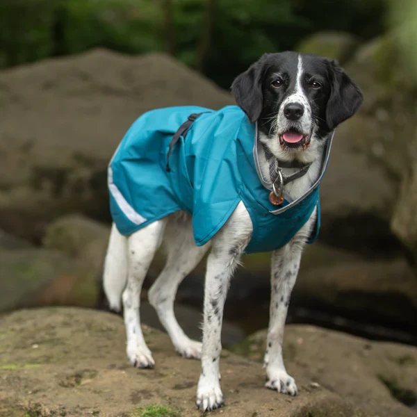 Pomppa Kevyt manteau imperméable pour chien Petrol - Image 2