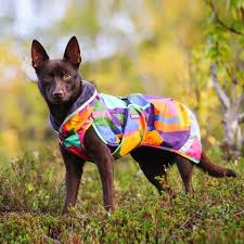 Pomppa Perus manteau imperméable pour chien Kymppi - Image 2