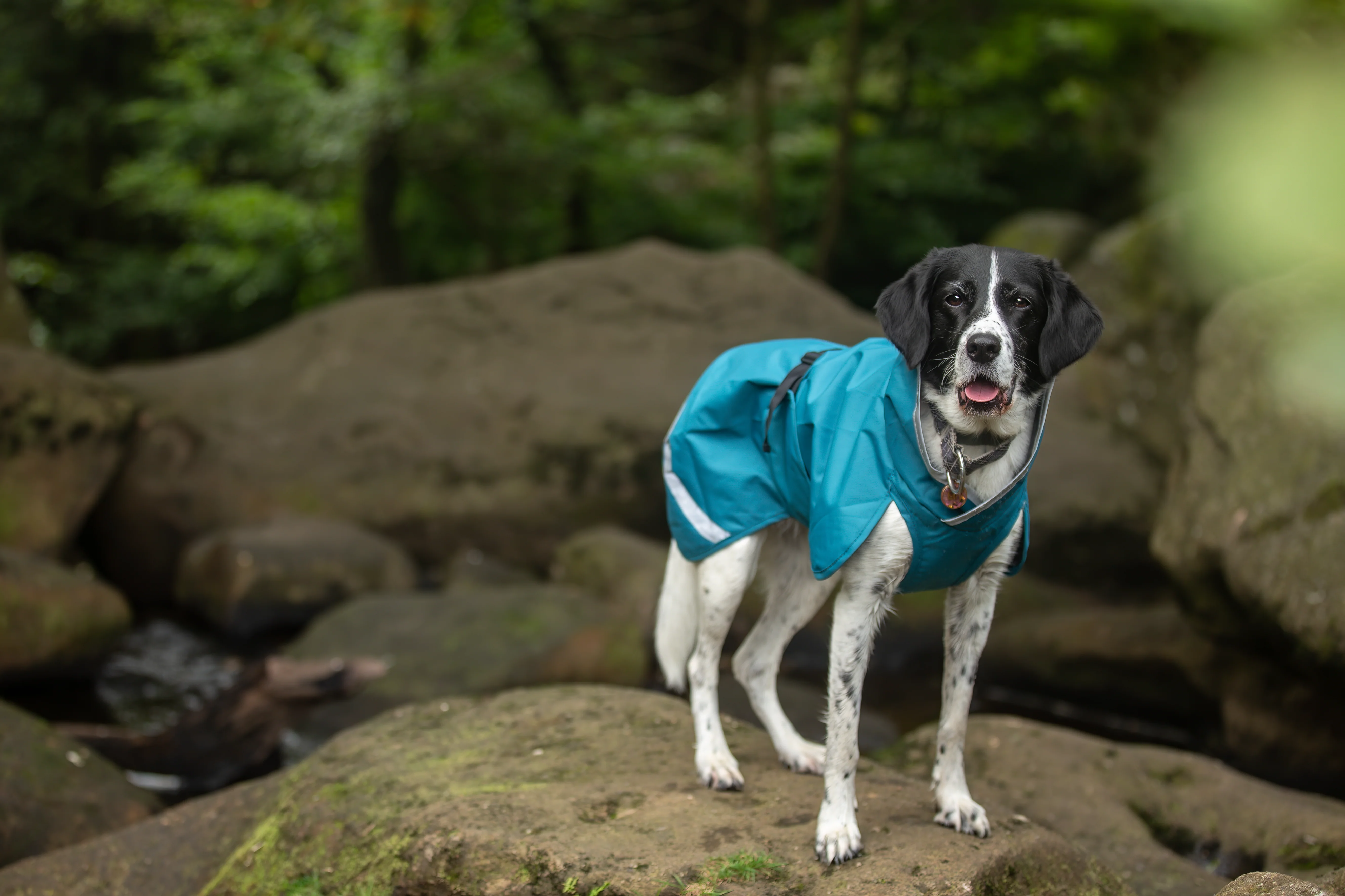 Pomppa Sade manteau imperméable pour chien Petrol - Image 2
