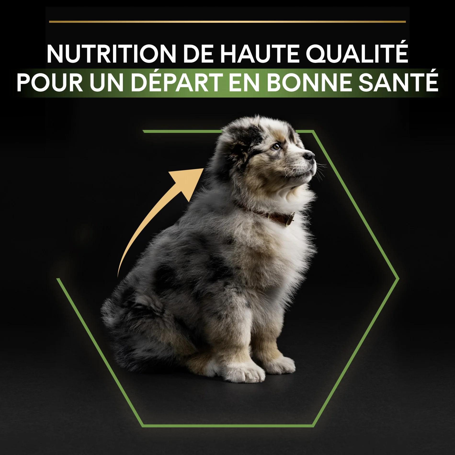 PRO PLAN Healthy Start Medium Puppy au Poulet - Croquettes pour chien - Image 8