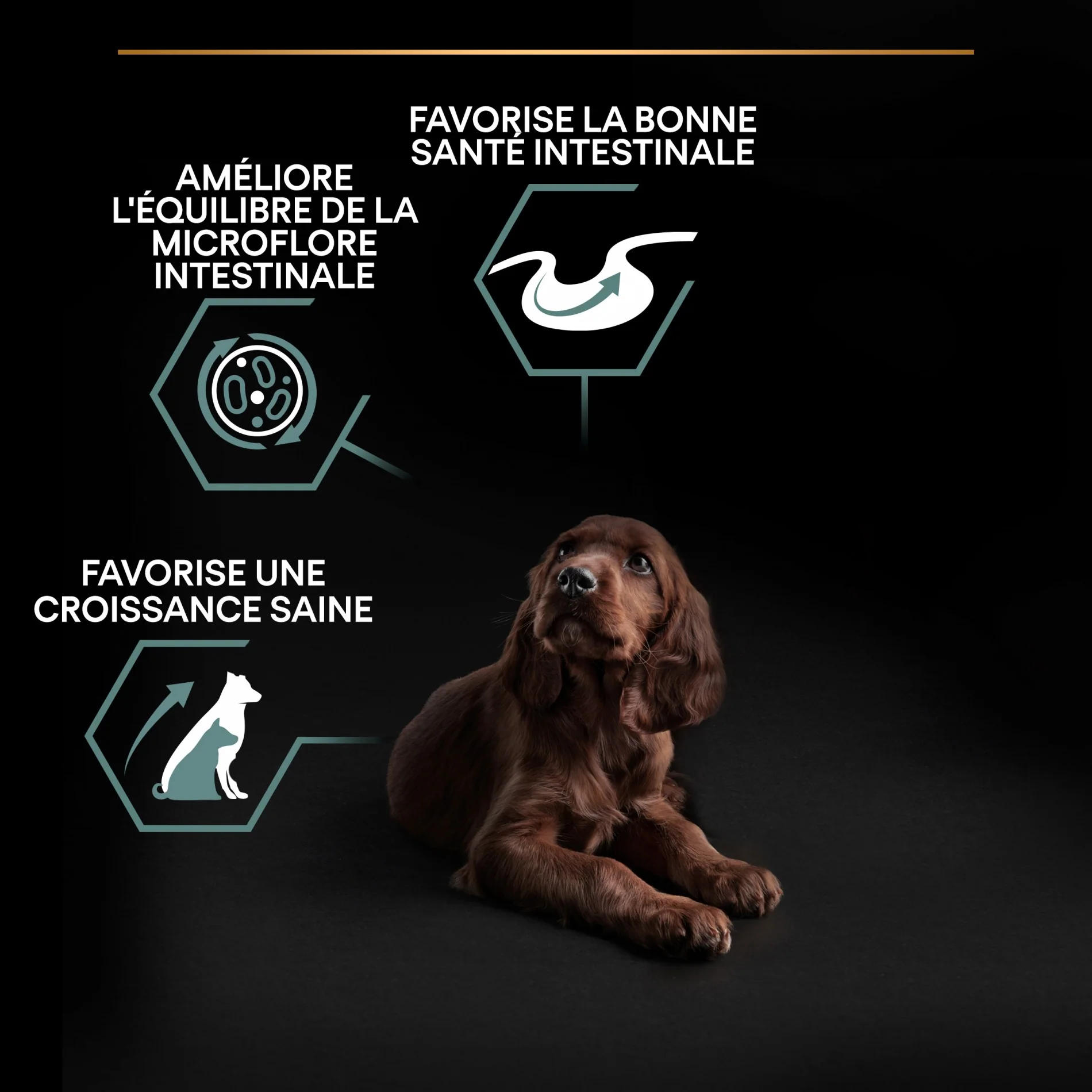 PRO PLAN Sensitive Digestion Large Athletic Puppy à la Agneau- Croquettes pour chien - Image 8