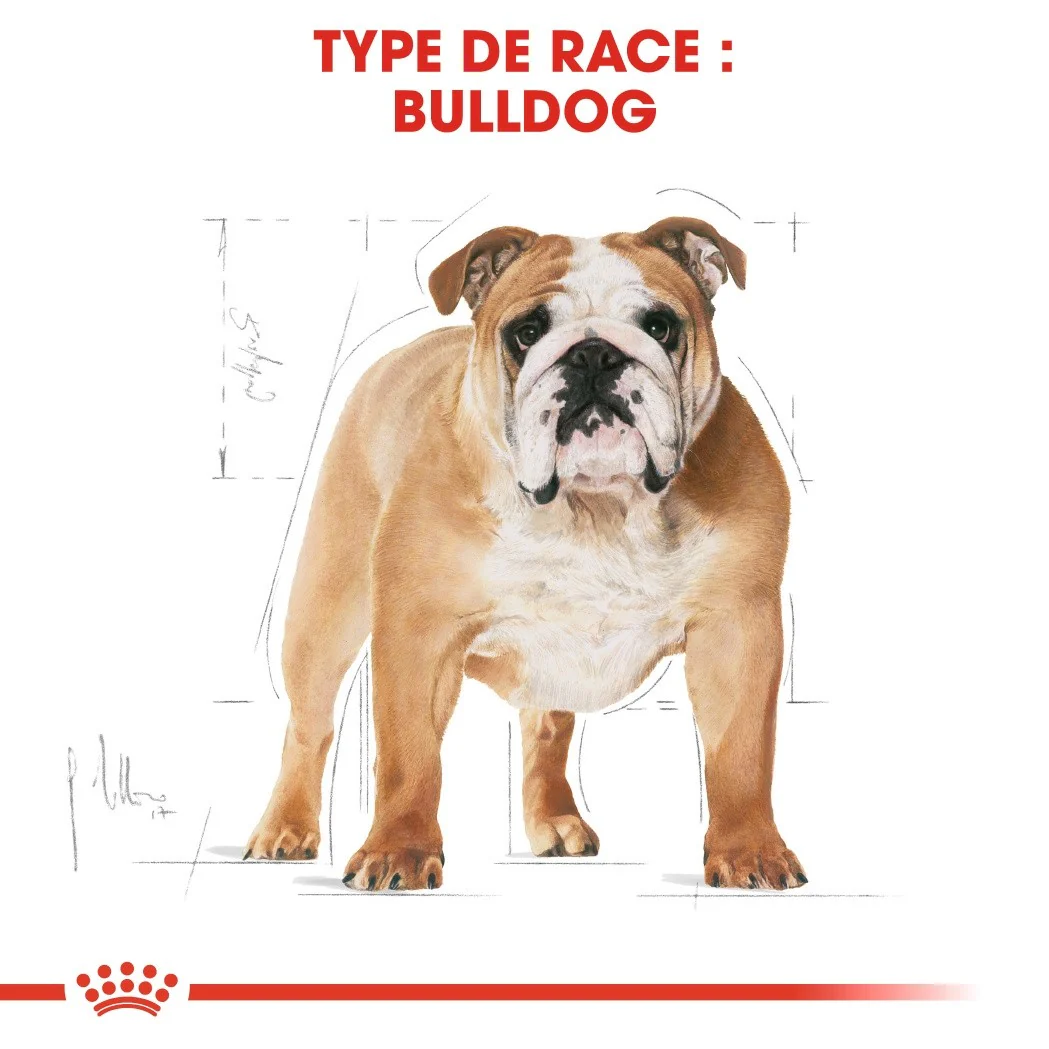 ROYAL CANIN Bulldog Adult (Boulldog Anglais) - Croquettes pour chien - Image 3