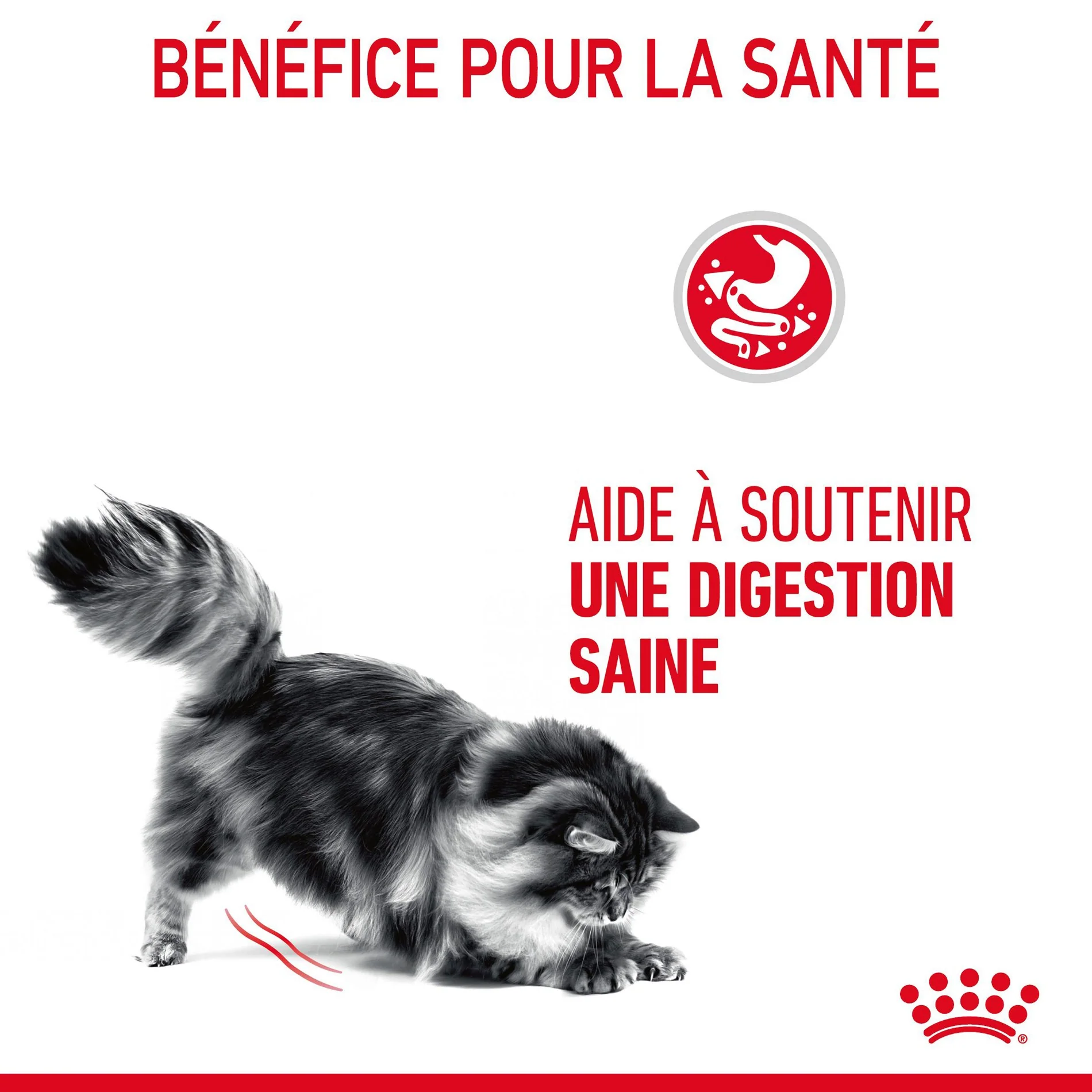 ROYAL CANIN Digestive Care en Mousse – Pâtée pour chat - Image 3