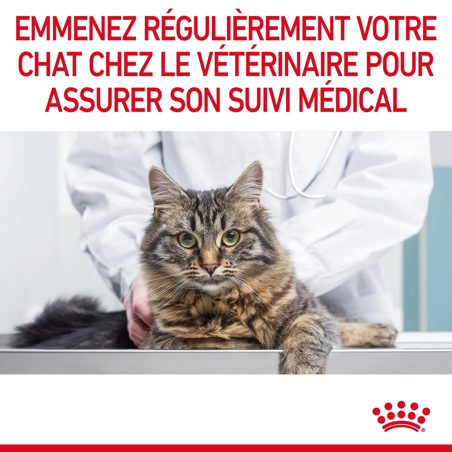 ROYAL CANIN Hairball Care en Gelée – Pâtée pour chat - Image 10