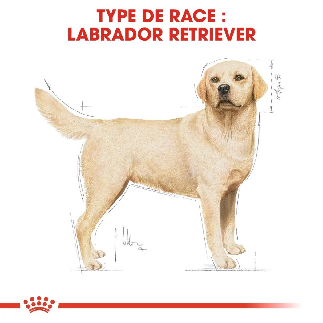 Royal Canin Labrador Retriever Adult - Croquettes pour chien - Image 7