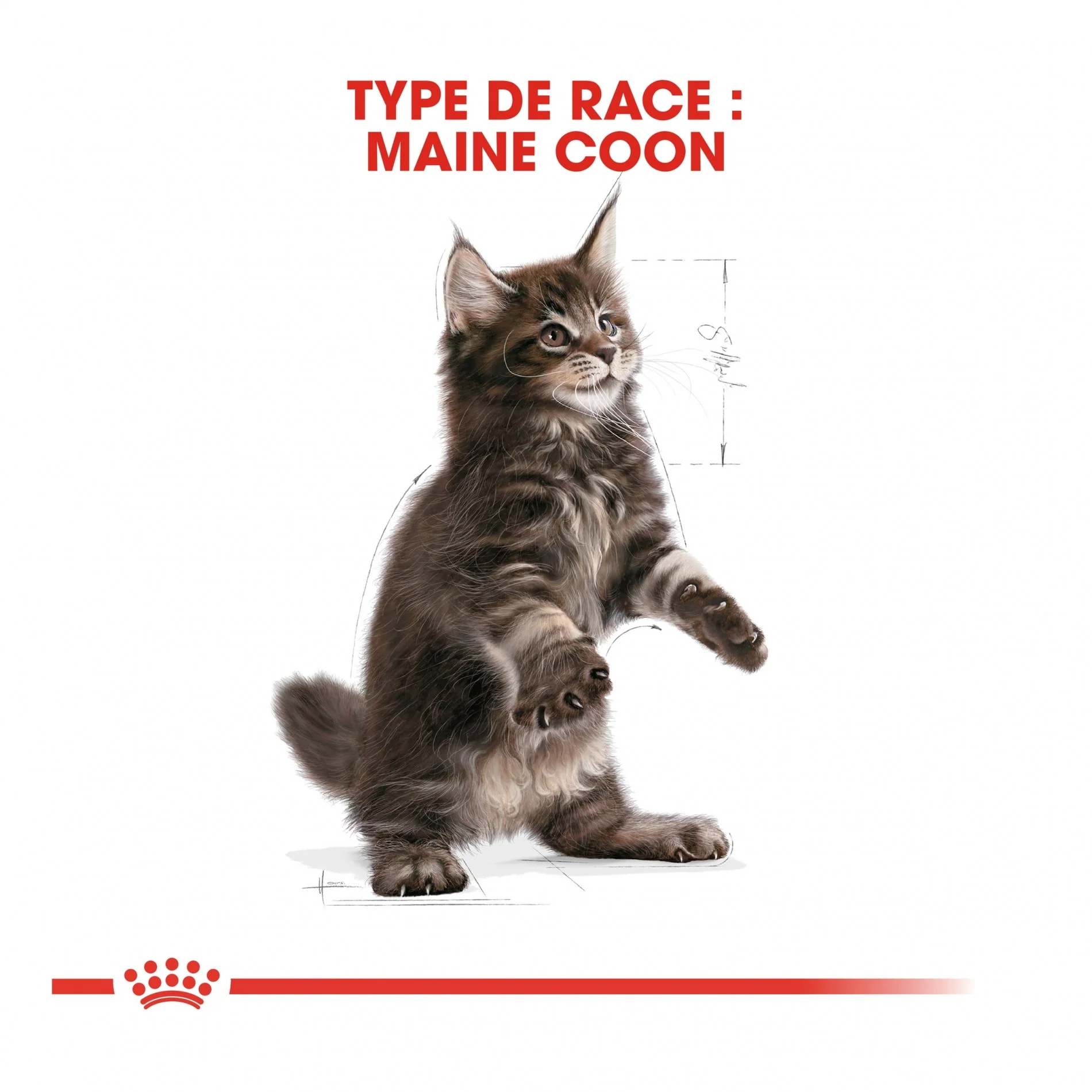 Royal Canin Maine Coon Kitten - Image 6