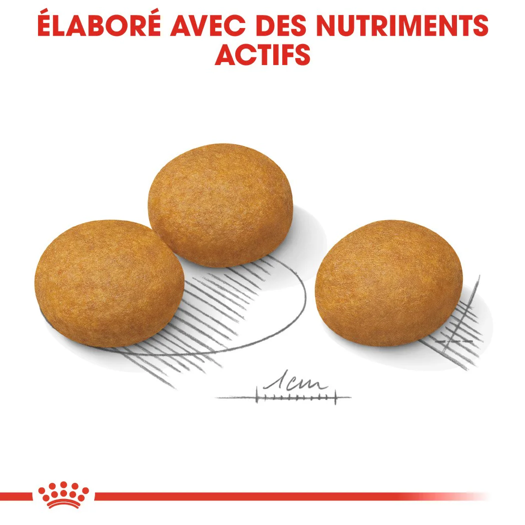Royal Canin Maxi Dermaconfort - Image 5