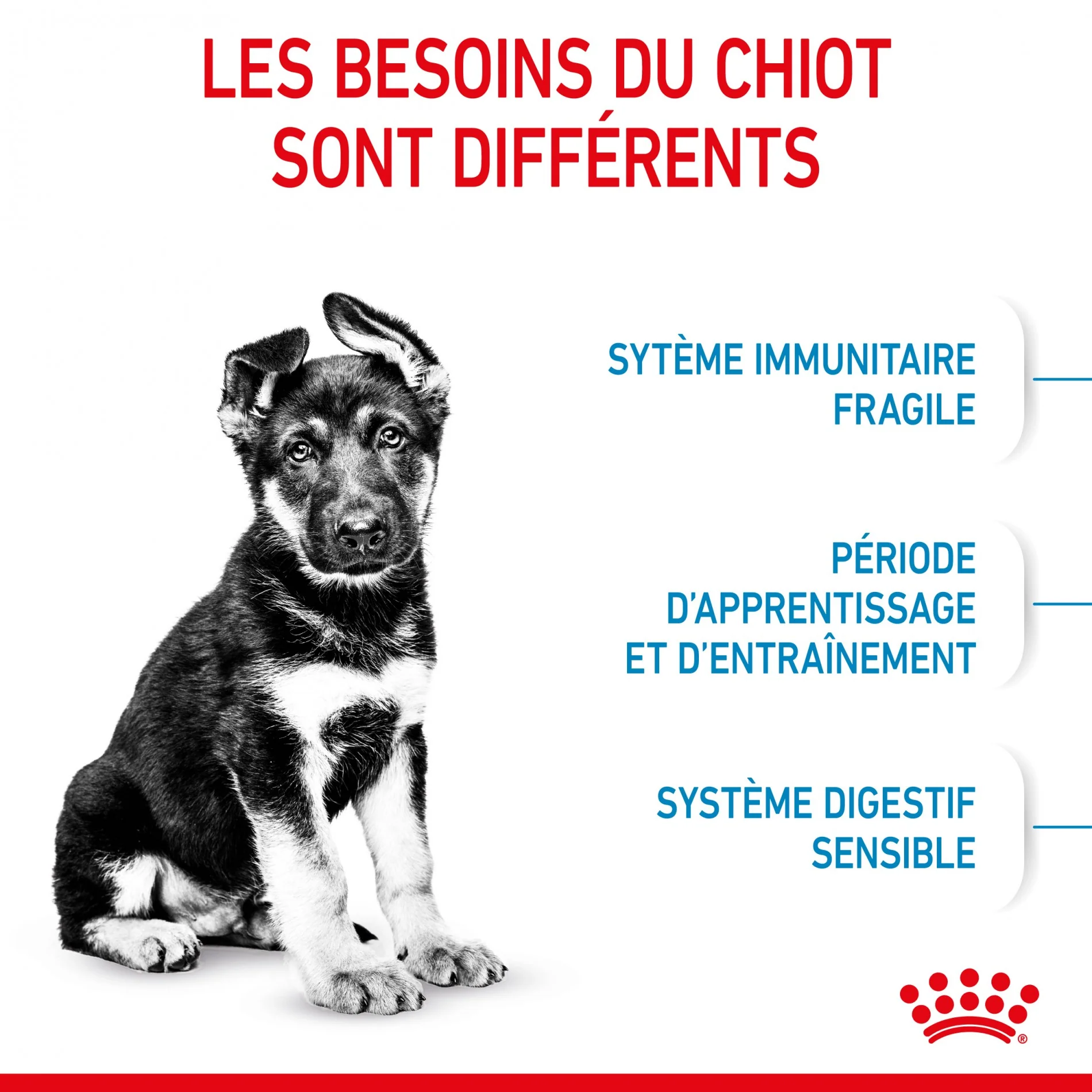 Royal Canin Maxi Puppy - Croquettes pour chiot - Image 4