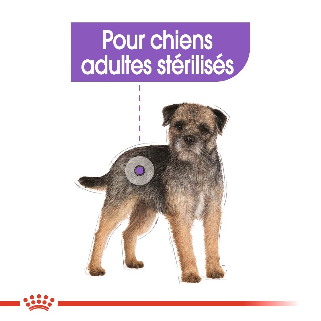 Royal Canin Mini Sterilised - croquettes chien - Image 3