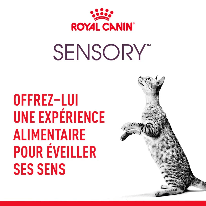 Royal Canin Sensory Smell - Image 8
