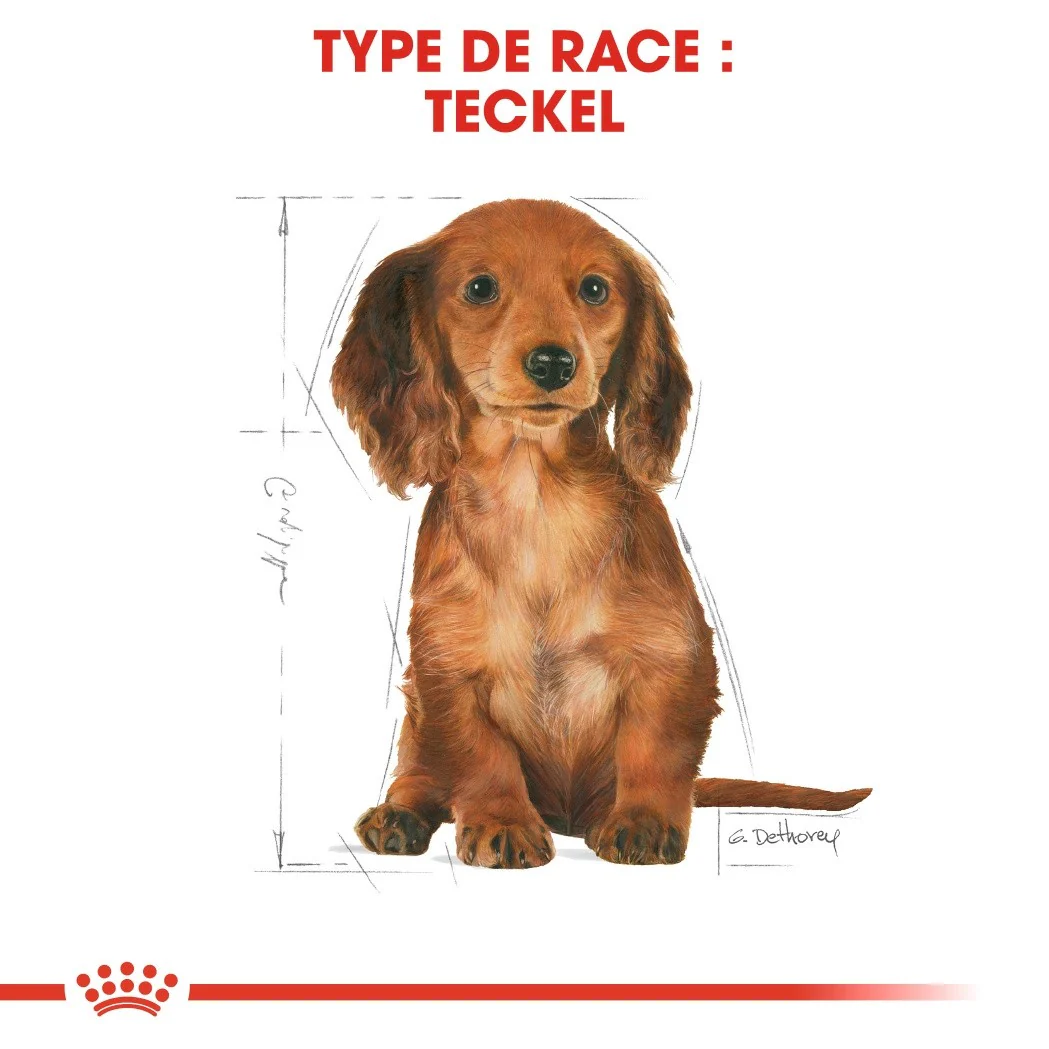 Royal Canin Teckel Puppy (Dachshund) - Image 13