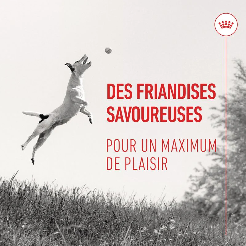 Royal Canin Training Treats pour chien - Image 5