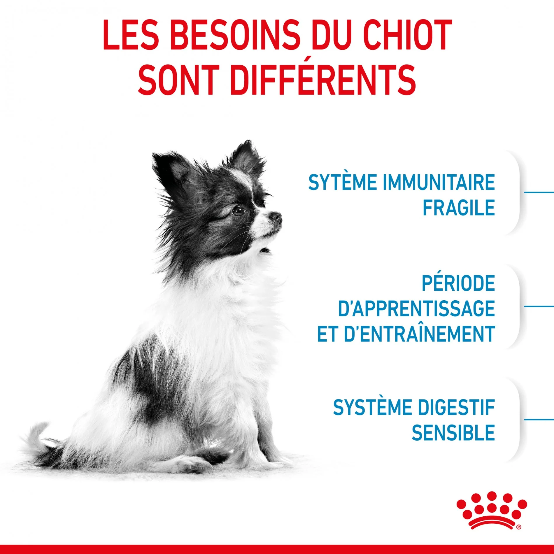 Royal Canin X-Small Puppy - Image 4