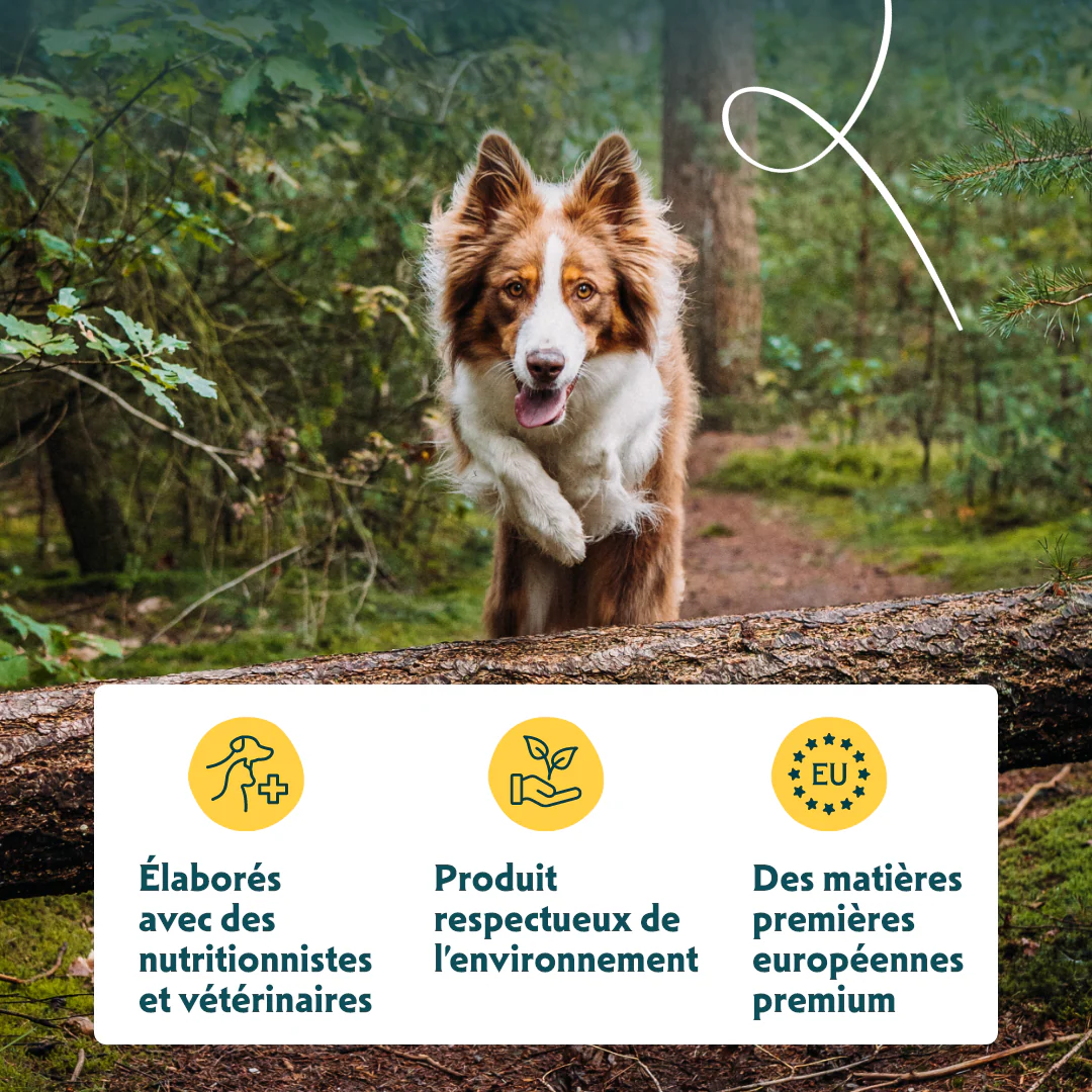 Yarrah biscuits bio végétarien pour petit chien - Image 5