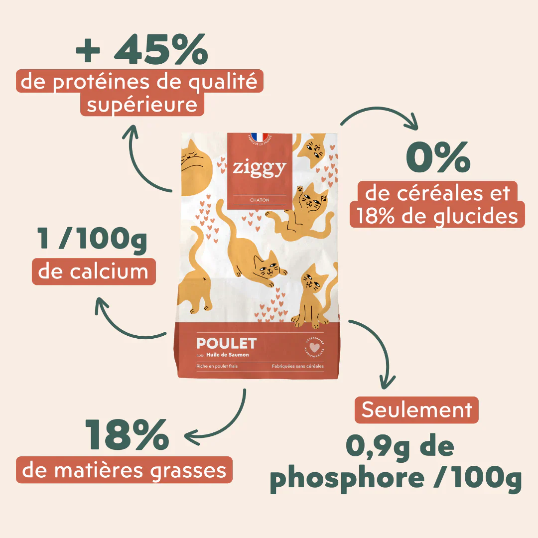 Ziggy Chaton - Poulet - Image 10