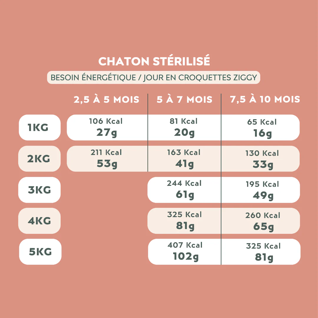 Ziggy Chaton - Poulet - Image 5